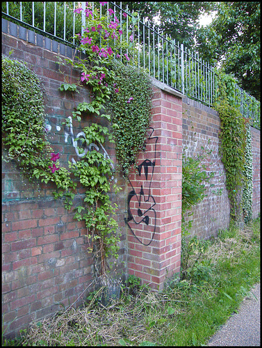 Lucy's clematis on wall