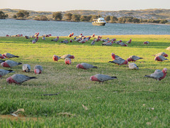 Komische Tauben / Rosakakadu (Galahs)