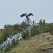 Peru, Puno, Condor House