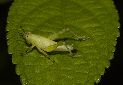 GrasshopperIMG_3048