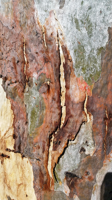 eucalyptus bark