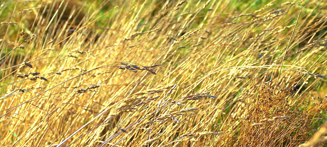 Golden Grasses