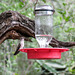 Day 7, Ruby-throated Hummingbird