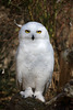 Familie Schneeeule - Vater (Zoo Karlsruhe)