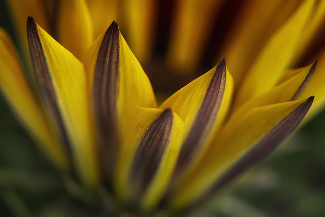 Gazania.