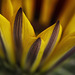 Gazania.