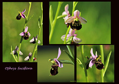 Ophrys fuciflora