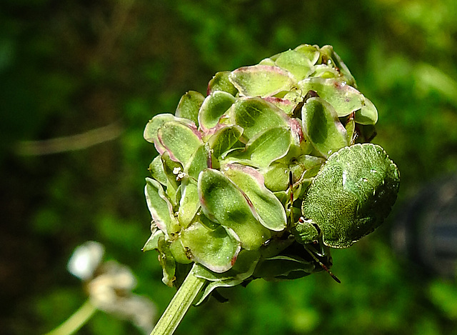 20210822 2462CPw [D~LIP] Grüne Stinkwanze (Palomena prasina) [Nymphe], Kleiner Wiesenknopf (Sanguisorba minor), Bad Salzuflen