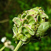 20210822 2462CPw [D~LIP] Grüne Stinkwanze (Palomena prasina) [Nymphe], Kleiner Wiesenknopf (Sanguisorba minor), Bad Salzuflen