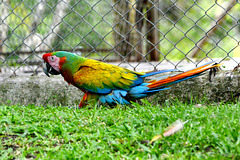 Guatemala, Parrot on the banks of the Chocón Machaca River