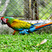 Guatemala, Parrot on the banks of the Chocón Machaca River