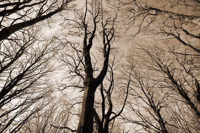 Reaching for the sky - sepia