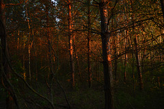 Закат в лесу на Киевском море / Sunset in the Forest