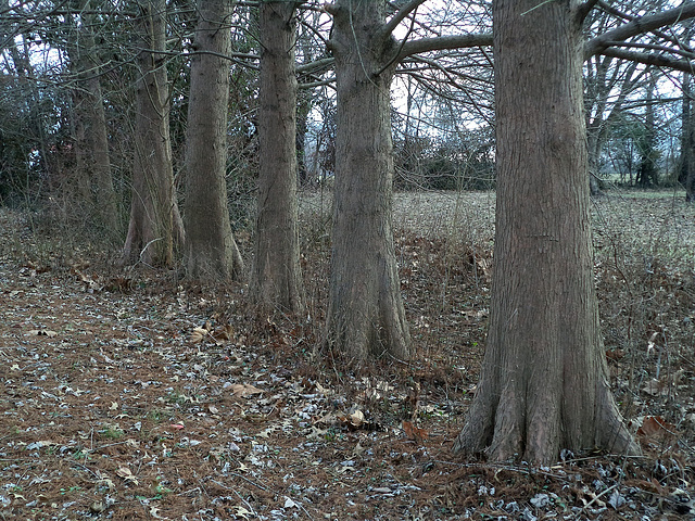 Pretty Trees All In A Row