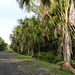 Nariva Swamp afternoon, Trinidad, Day 6