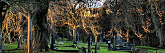 Catching The Light. Wallsend Cemetery