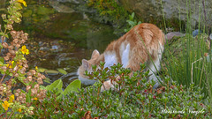 Katze trinkt Wasser aus dem Teich