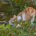Katze trinkt Wasser aus dem Teich
