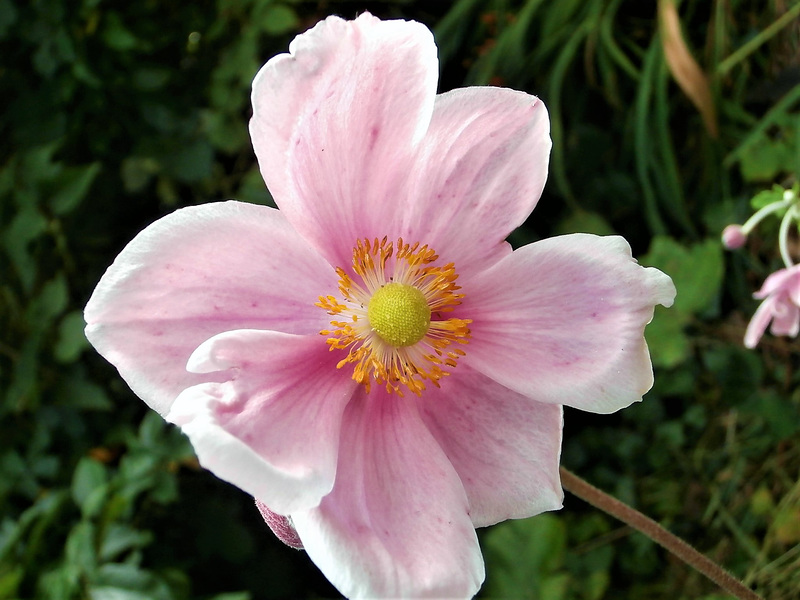 Japanese anemone looking great