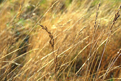 Golden Grasses