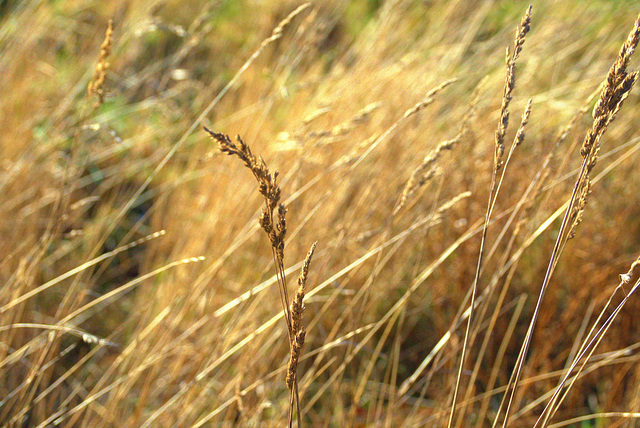 Golden Grasses