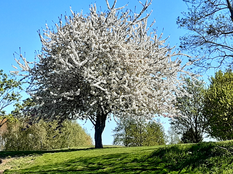 Arbre fleuri au printemps