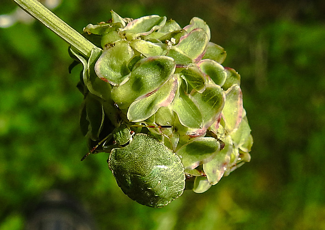 20210822 2464CPw [D~LIP] Grüne Stinkwanze (Palomena prasina) [Nymphe], Kleiner Wiesenknopf (Sanguisorba minor), Bad Salzuflen