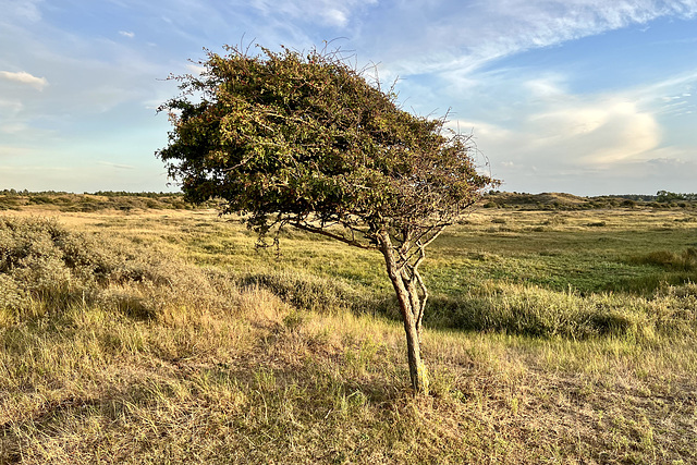 The Dutch savannah