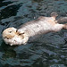 Seeotter im Oceanário de Lisboa