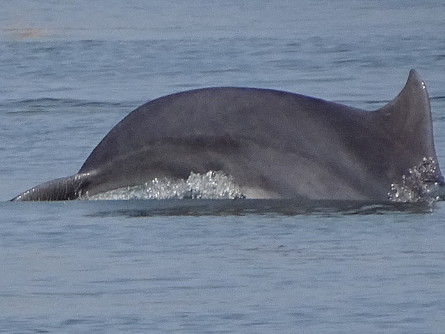 DSC05065a - boto-da-tainha Tursiops truncatus gephyreus, Cetaceae