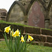 Daffodils at St Serf's Church