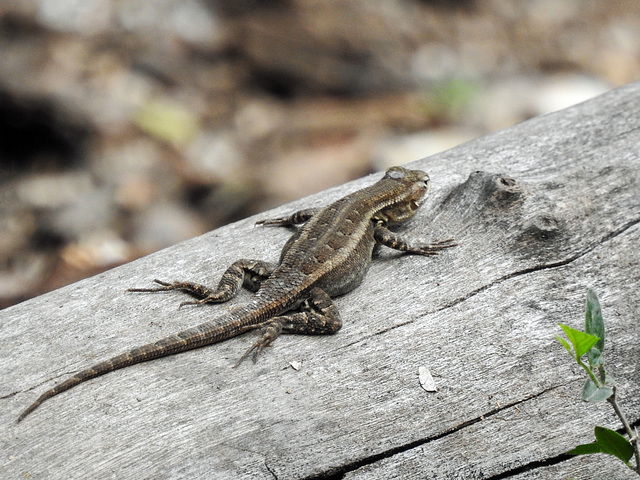 Day 7, Southern Prairie Lizard?  Estero Llano Grande SP