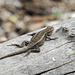 Day 7, Southern Prairie Lizard?  Estero Llano Grande SP