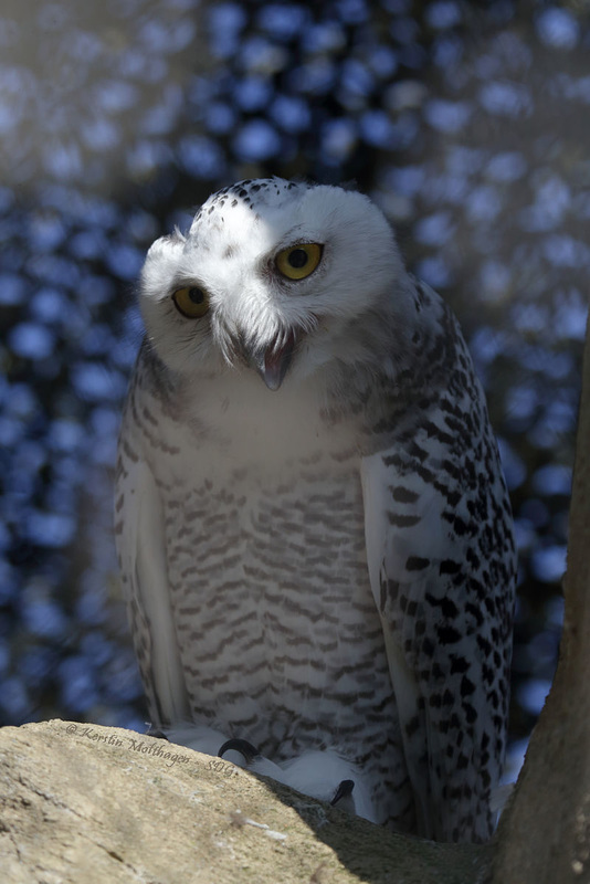 Familie Schneeeule - Kind (Zoo Karlsruhe)