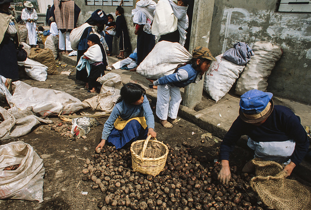 Otavalo, Ecuador, 1982 AWP 1261