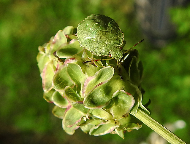 20210822 2466CPw [D~LIP] Grüne Stinkwanze (Palomena prasina) [Nymphe], Kleiner Wiesenknopf (Sanguisorba minor), Bad Salzuflen