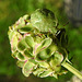 20210822 2466CPw [D~LIP] Grüne Stinkwanze (Palomena prasina) [Nymphe], Kleiner Wiesenknopf (Sanguisorba minor), Bad Salzuflen