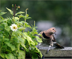 Keeping an eye out