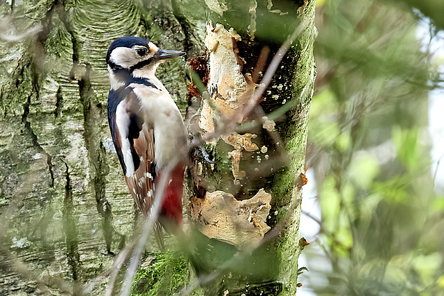 Woody Through The Branches