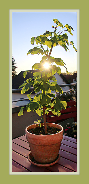 Super Gingko Super Gingko