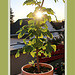 Super Gingko