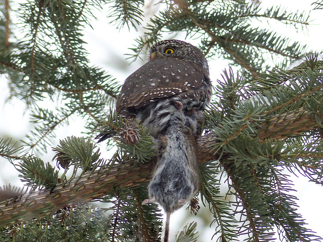 Northern Pygmy-owl with Meadow Vole