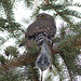 Northern Pygmy-owl with Meadow Vole