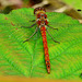 Dragonfly,Common Darter. Sympetrum striolatum