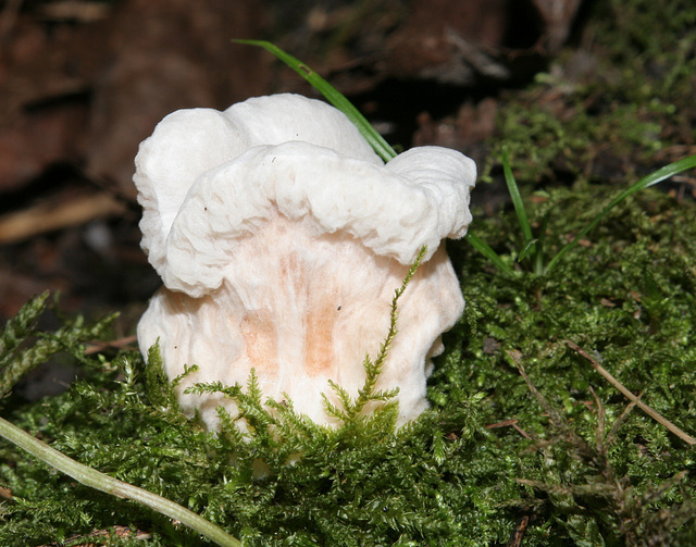 champignon-- mushroom