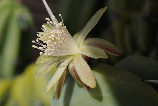 Myrtillocactus geometrizans