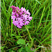 Sur le chemin près de Lalinde (24) : Orchis pyramidal