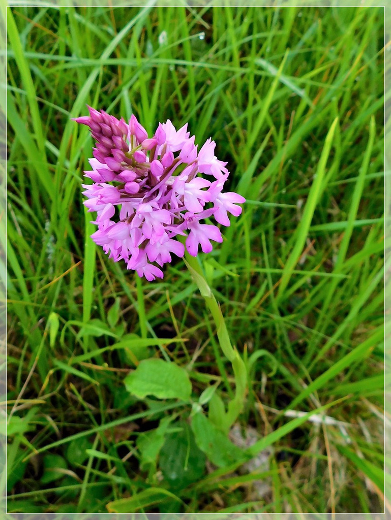 Sur le chemin près de Lalinde (24) : Orchis pyramidal