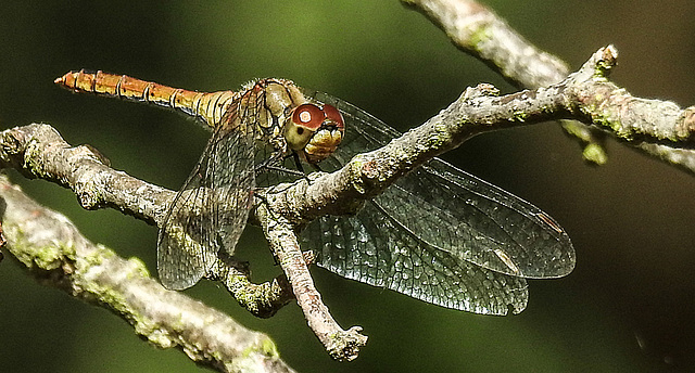 20190902 5708CPw [D~VR] Große Heidelibelle, Sundische Wiese, Zingst