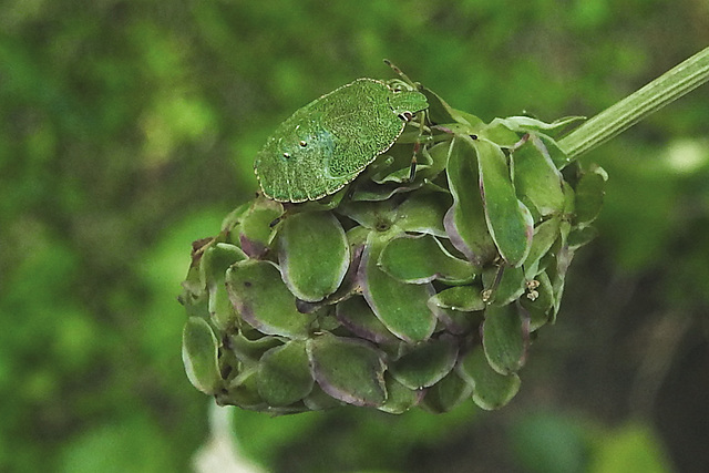 20210822 2473CPw [D~LIP] Grüne Stinkwanze (Palomena prasina) [Nymphe], Kleiner Wiesenknopf (Sanguisorba minor), Bad Salzuflen